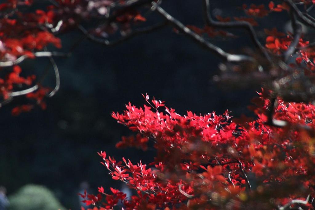 Tora Tokyo-rikugienn 寅ホテル 六義園 C Tokyo